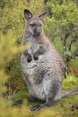Naklejka na ściany i meble Australian wallaby outdoors during the day.