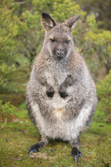 Naklejka na ściany i meble Australian wallaby outdoors during the day.