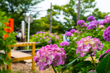 Fototapeta na wymiar 紫陽花の花