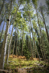 Quaking Aspens and ferns in the Coconino National Forest Along the Kachina Trail near Flagstaff Arizona USA