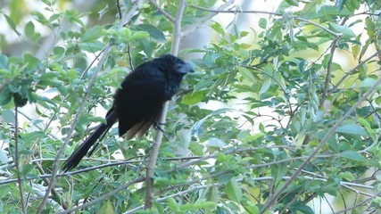 Groove-billed Ani, Crotophaga sulcirostris, from Costa Rica