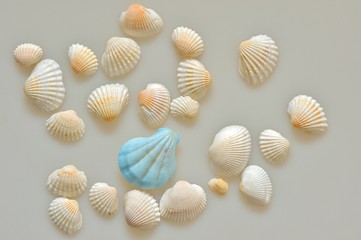 Fototapeta na wymiar 白とブルーの貝殻