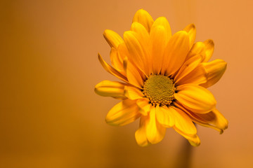 Macro shot of yellow flower