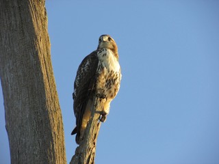 Red-tailed hawk (Buteo jamaicensis) with blue sky.