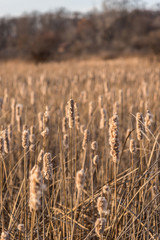 Fototapeta premium closeup of field of cattails in forest preserves