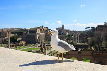 Seagulls against the background of ruins of Forum in Rome