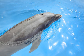 Fototapeta premium Dolphin swimming in beautiful blue sea, Puerto Vallarta, Mexico.