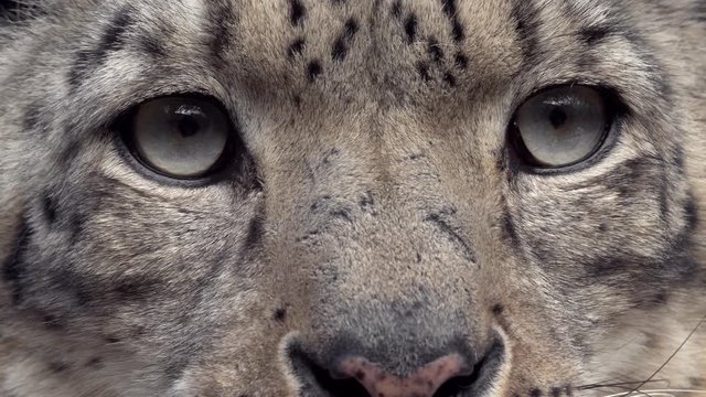 Snow leopard (Panthera uncia) portrait