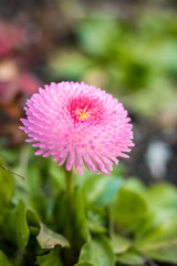 single tiny pink flower on the ground