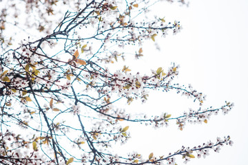 pink cherry blossom under the bright sky