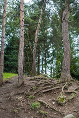 uphill rough trail in the park with trees on both sides