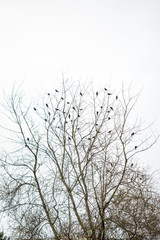 Fototapeta na wymiar flock of birds resting on the bare tree branches with clean sky