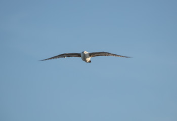 soaring seagull flying alone and in freedom has spotted you