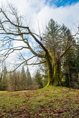 Fototapeta na wymiar moss covered tree in the park under cloudy sky