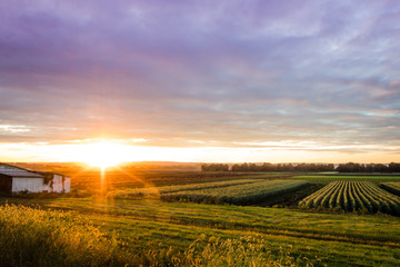 Fototapeta premium Dramatic summer sunset in ultra violet color over a humble farm in the black dirt region of Pine Island, New York