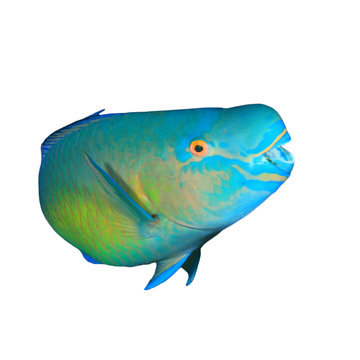 Parrotfish tropical sea fish isolated on hite background
