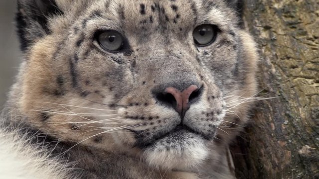 Snow leopard (Panthera uncia) portrait