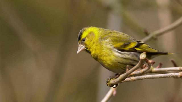Eurasian siskin (Spinus spinus) on branch