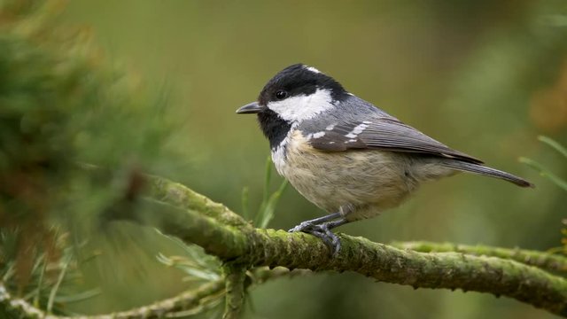 Coal tit (Periparus ater) eating seed in tree