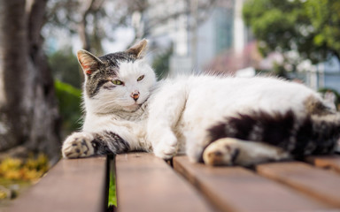 Cute cat laying on bench in park with alert expression, looking at camera and find some interesting things.