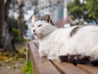 Cute cat laying on bench in park with alert expression, looking aside and find some interesting...