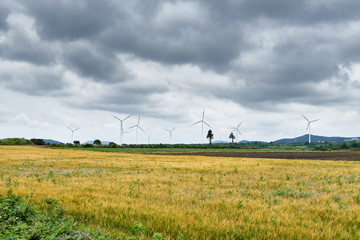 Fototapeta na wymiar yellow field with wind generators