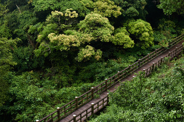 wooden bridge and forest