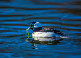 Male Buffelhead Duck swimming on pond with mirror image