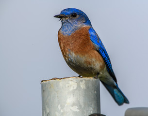 Western Bluebird sitting on pipe