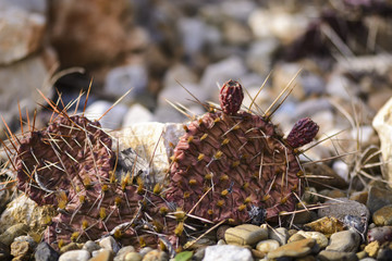 leaf of opuntia against blurry background of a yucca variegata.