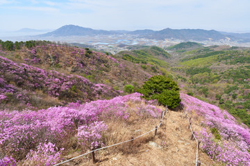 Goryeosan azalea festival