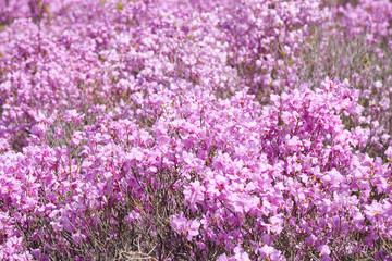 Obraz premium Goryeosan azalea festival
