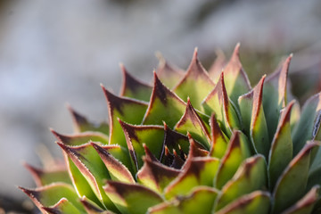Naklejka na ściany i meble succulent plant Sempervivum against a blurry background.