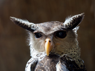 Fototapeta premium Spot-bellied Eagle owl