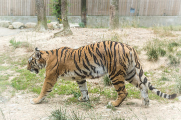 Zoo Tigers