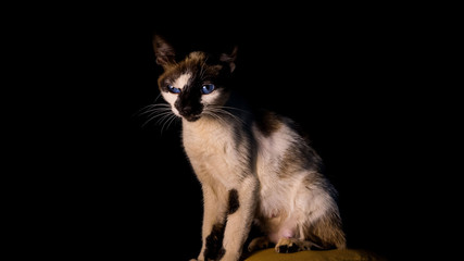 cat on black background