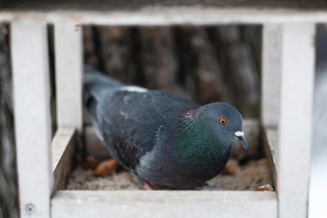 pigeon in bird feeder