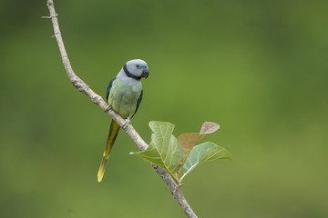 Blue-winged parakeet