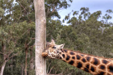 Giraffe rubbing head on tree joyfully