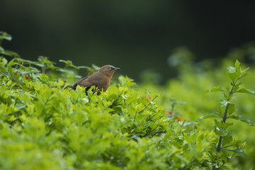 Rufous babbler