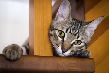 A small naughty kitten climbed a wooden staircase.