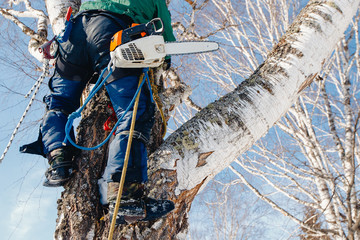 Man sawmill saws tree with chainsaw at height. Concept of cutting down trees.