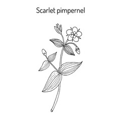 Scarlet pimpernel Anagallis arvensis 