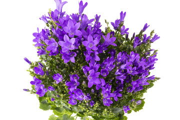 Violet flowers of blooming bellflower (Campanula)  in flowerpot isolated on white background , close up.