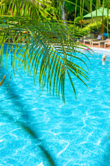 high, beautiful palm trees rostut poolside, around a luxury hotel. tropics asia