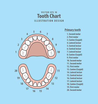 Tooth Chart Primary teeth with number illustration vector on blue background. Dental concept.