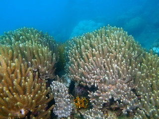 Soft coral