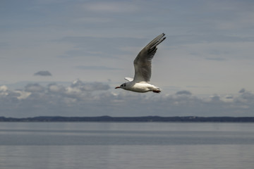gull sailing the sky with wings stretched over a lake