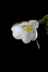 white tulip on a black background. a delicate tulip flower with white petals and bright green leaves on a dark background.