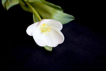 Fototapeta na wymiar white tulip on a black background. a delicate tulip flower with white petals and bright green leaves on a dark background.